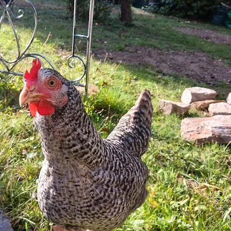 Maison Independante Cosy Avec Terrasse Privee - La Laiterie Guest house Nantes